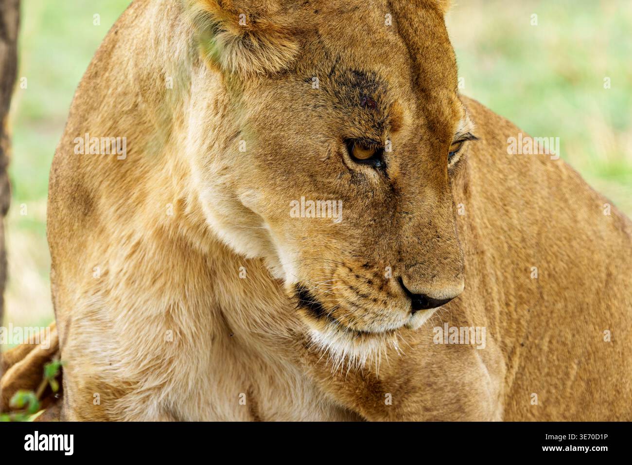 Nahaufnahme eines Seitenprofils einer Löwin (Panthera leo) in sitzender Position, wobei der Kopf den größten Teil des Rahmens nach links und unten füllt. Der Hintergrund ist Stockfoto