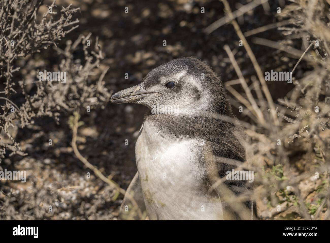 Single-magellan-Pinguin-Braut, die in Punta Tombo aufwuchs und ihre Frühfedern verliert Stockfoto