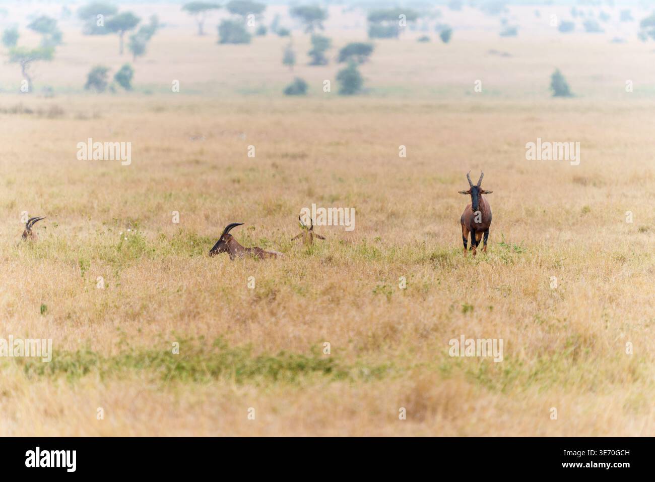 Eine alarmierende Topi-Antilope steht wachsam in den goldenen Gräsern der afrikanischen Savanne. Dieser mittelgroße Pflanzenfresser, auch bekannt als die „Blue Jeans ante“ Stockfoto
