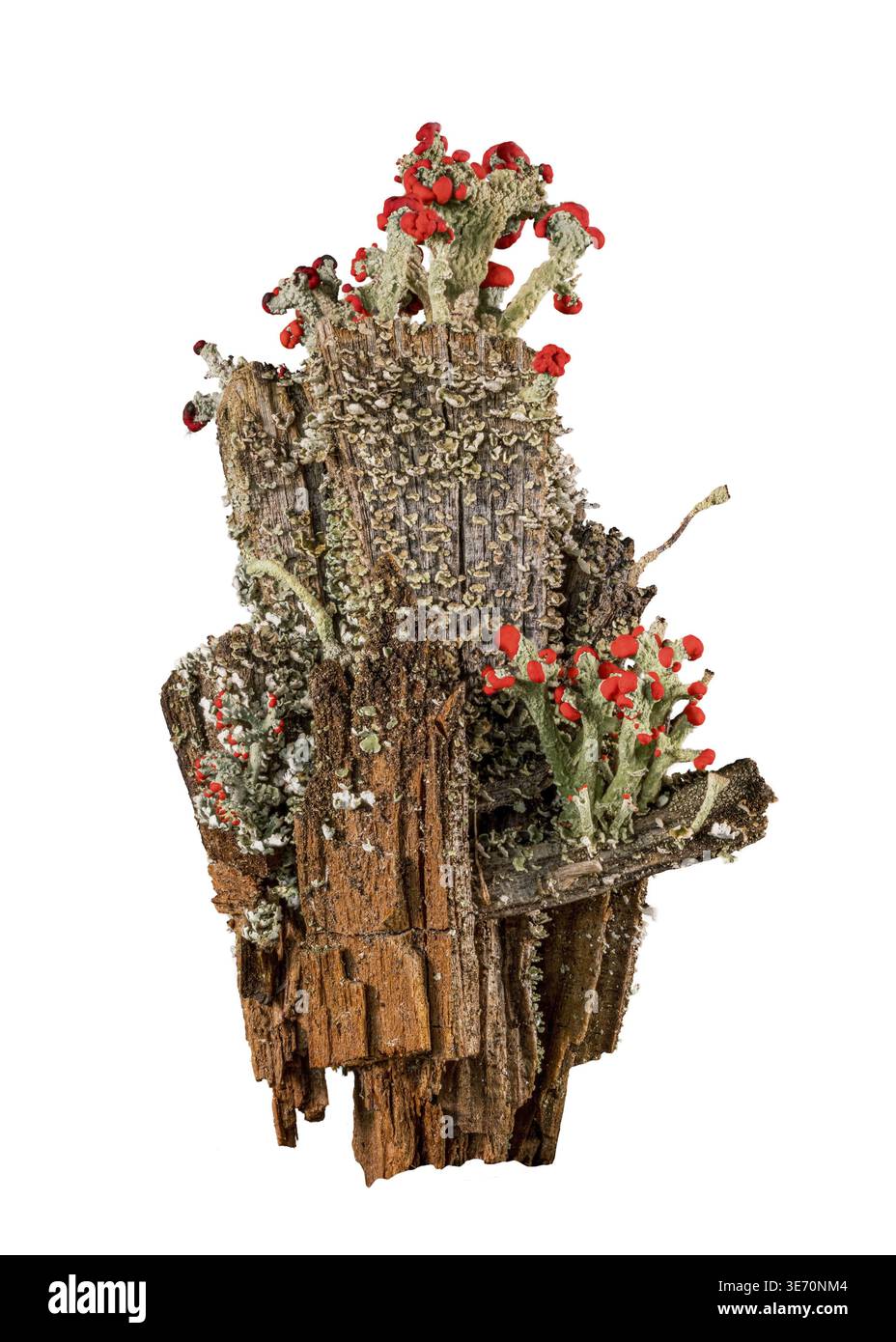Ausschnitt von Cladonia cristatella oder britischen Soldaten Lichen, die auf einem alten hölzernen Zaunpfosten in West Virginia vor weißem Hintergrund wachsen Stockfoto