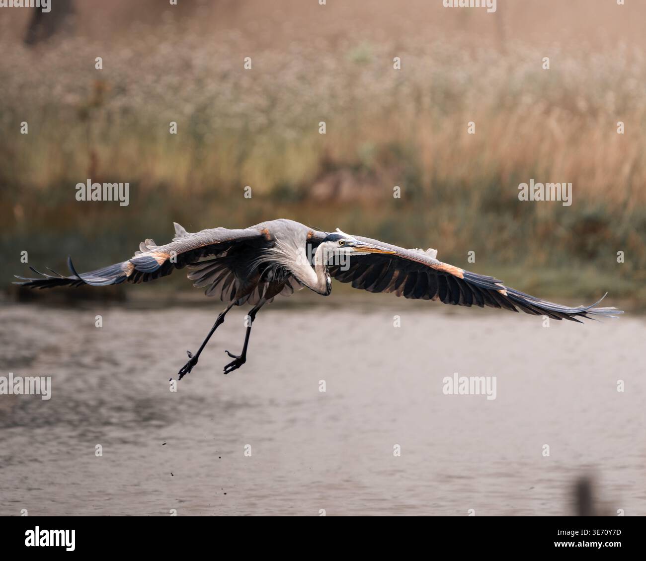 Große Blaureiher, die in dynamischen Flug- und Interaktionsmomenten in einer natürlichen Feuchtlandschaft festgehalten werden. Stockfoto
