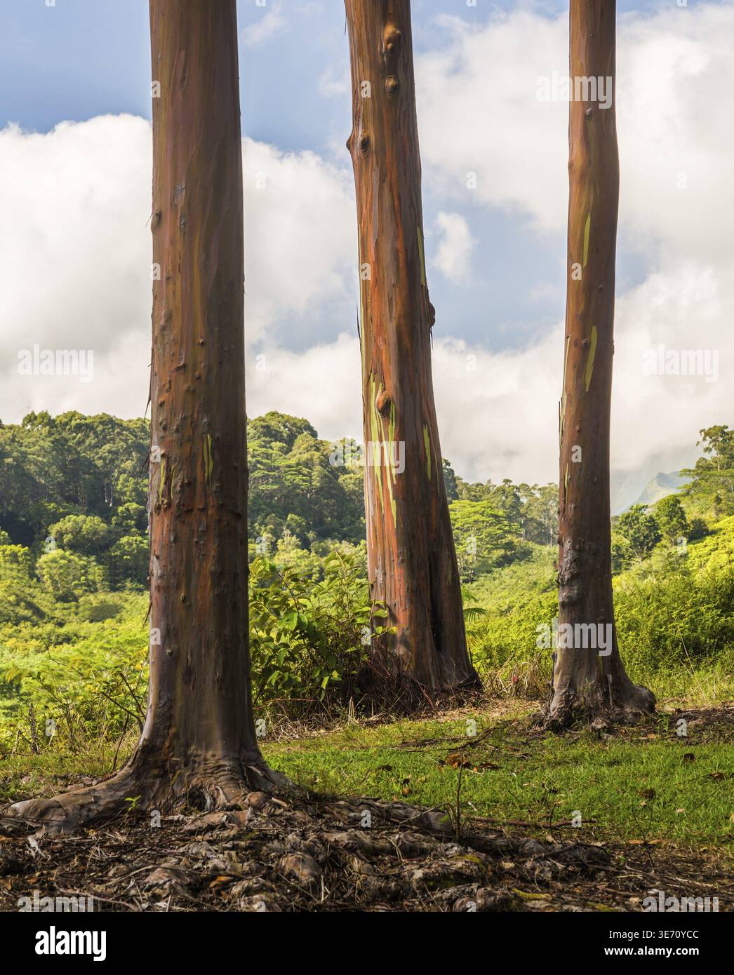 Nahaufnahme von der bunten Rinde und Stamm des Baumes Regenbogen Eukalyptus Keahua Arboretum in Kauai, Hawaii, USA Stockfoto