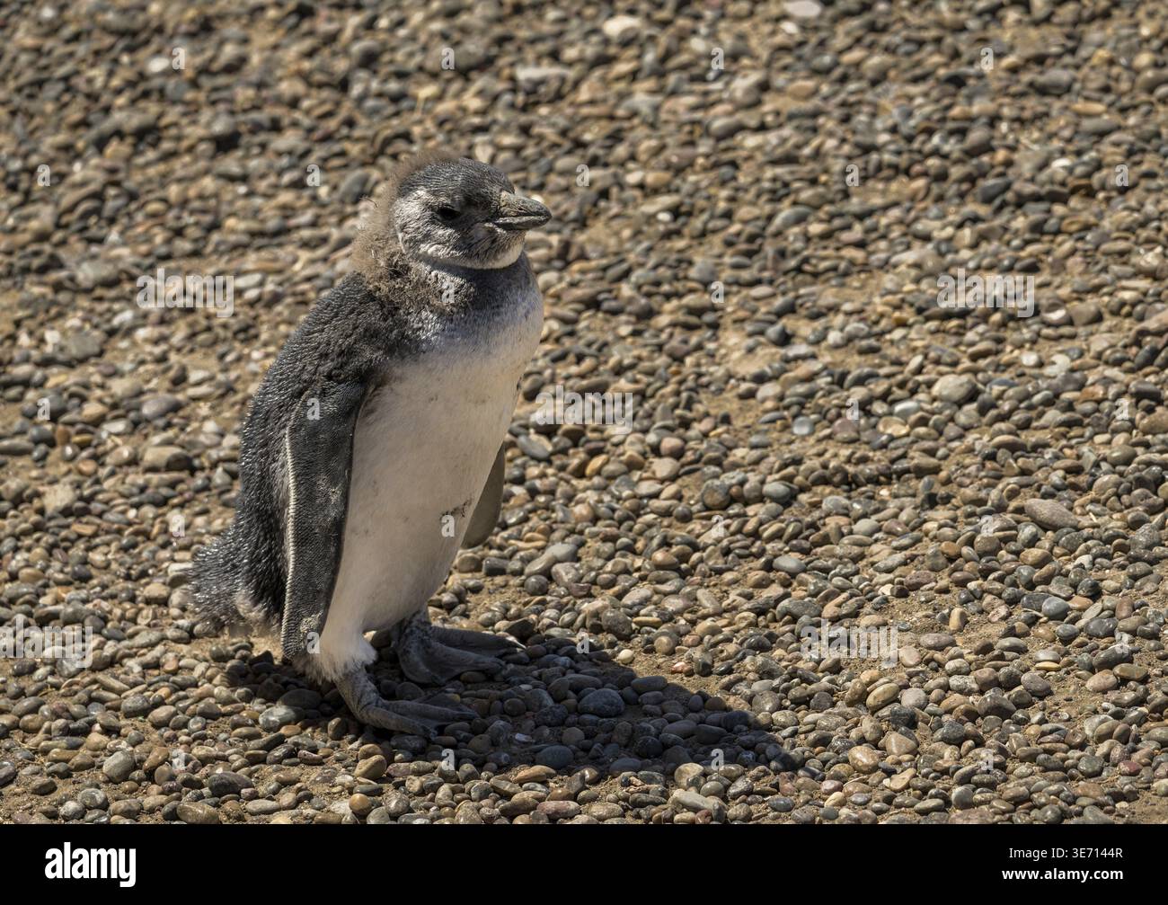 Single-magellan-Pinguin-Braut, die in Punta Tombo aufwuchs und ihre Frühfedern verliert Stockfoto