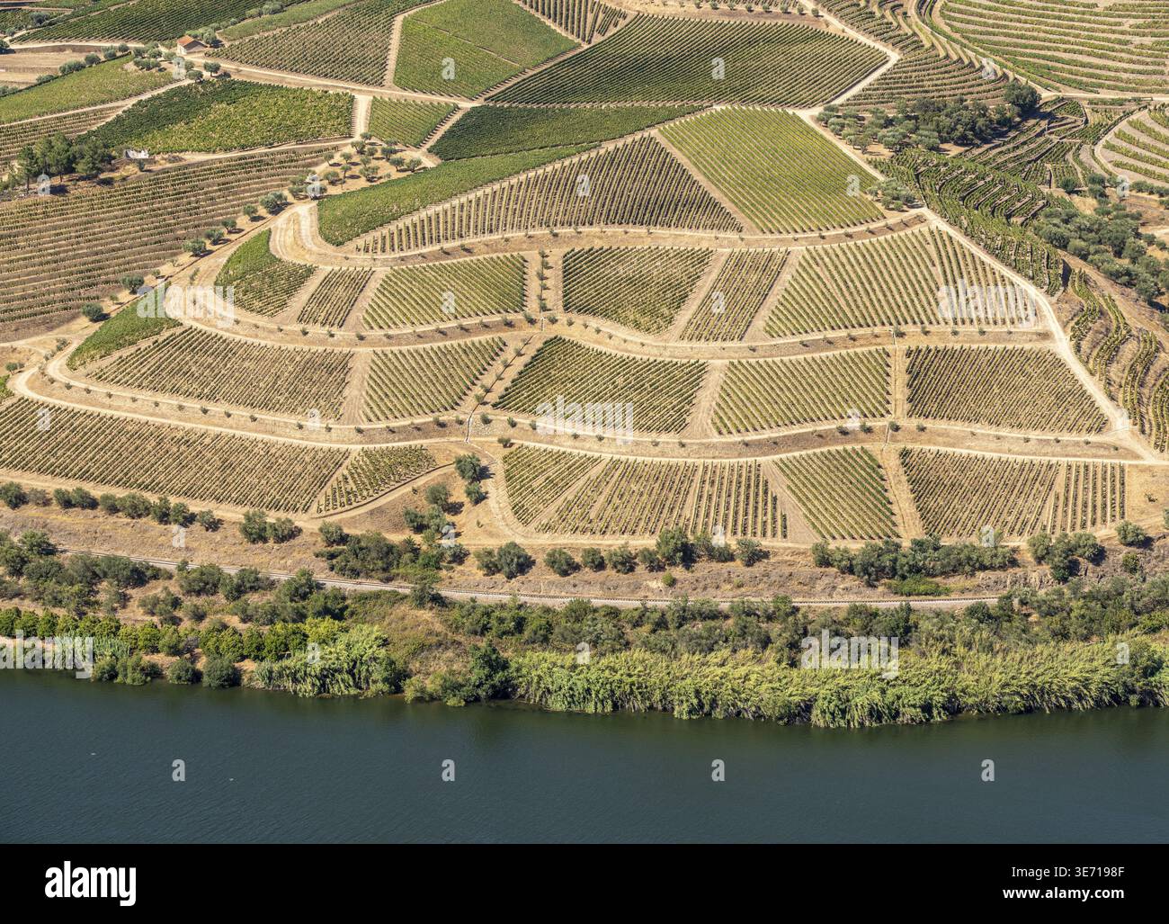 Terrassen von Weinreben für die Portweinerzeugung begrenzen die Hügel des Douro-Tals in Portugal Stockfoto