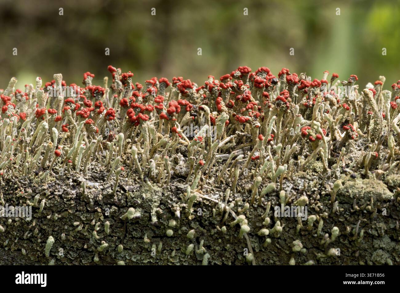 Cladonia cristatella oder britische Soldaten Lichen wachsen auf einem alten Holzzaun in West Virginia Stockfoto