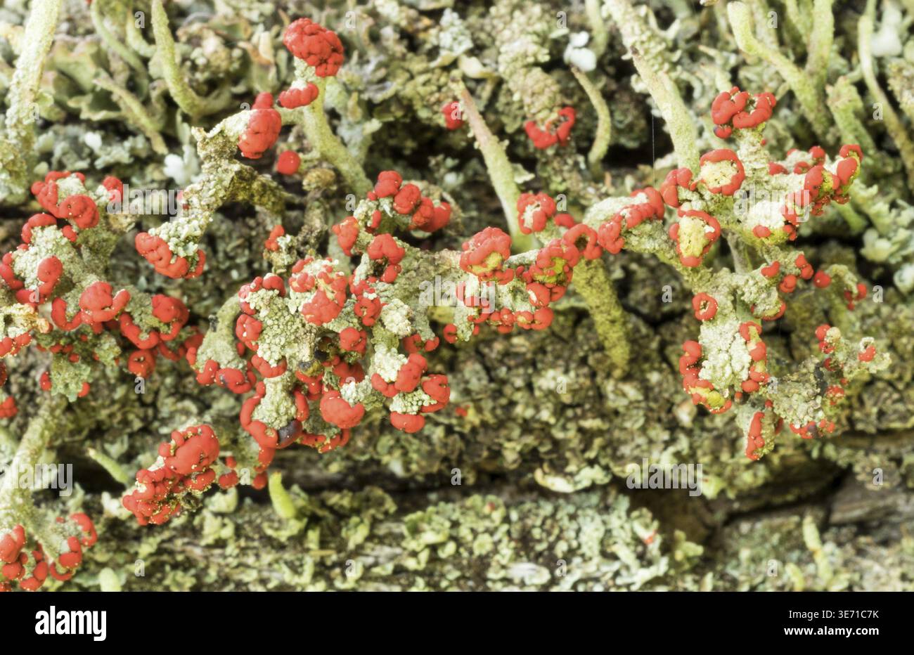 Cladonia cristatella oder britische Soldaten Lichen wachsen auf einem alten Holzzaun in West Virginia Stockfoto