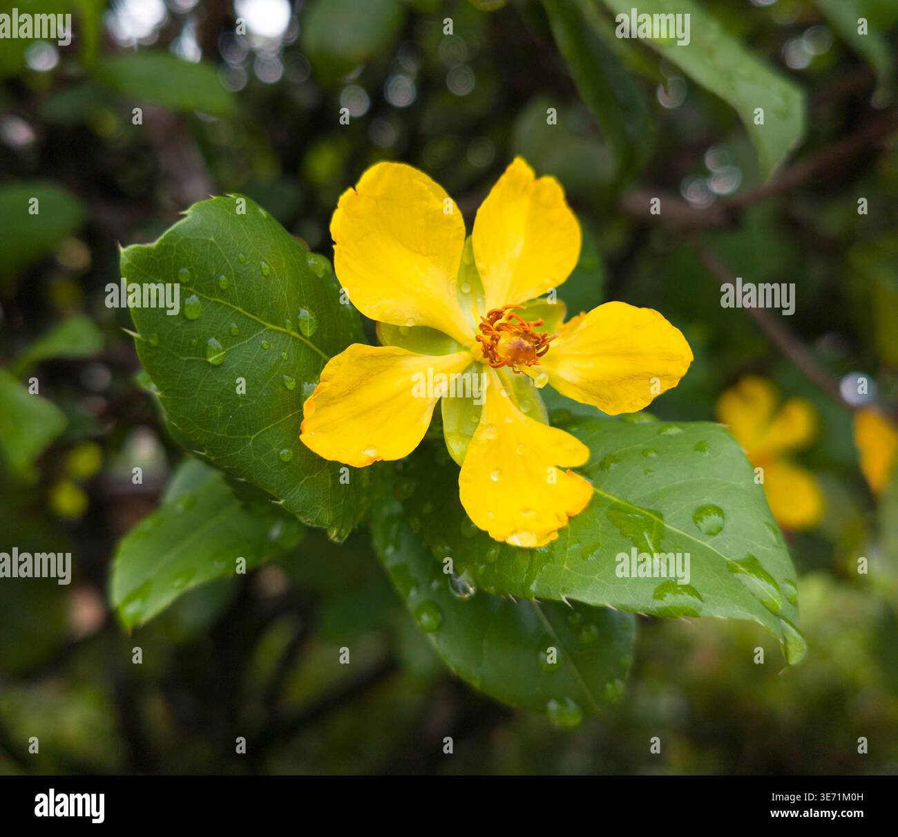 Mickey Maus Pflanze, Ochna kirkii, gelbe Blüte und rote Sepalen (die Sepalen und Staubblätter werden rot, wenn die Früchte sich entwickeln) Stockfoto