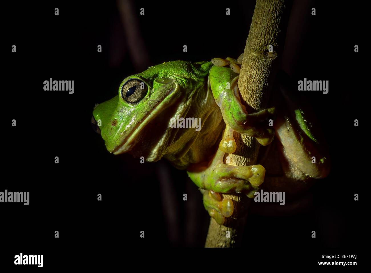 Australischer grüner Baumfrosch - Ranoidea caerulea, wunderschöner grüner großer Frosch, der in den Wäldern und Büschen Australiens, Queensland, beheimatet ist. Stockfoto
