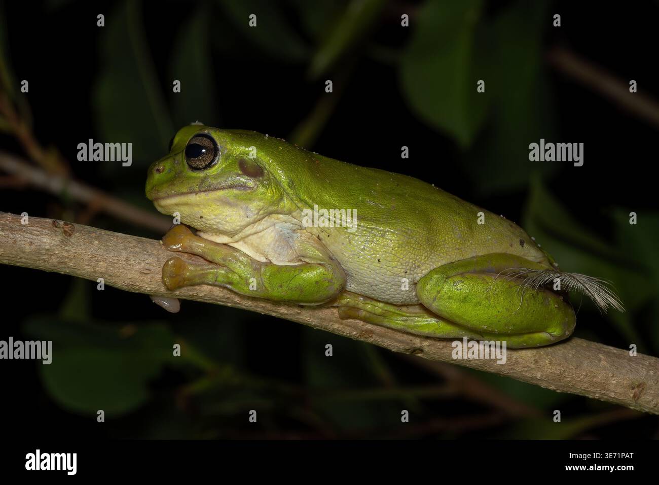 Australischer grüner Baumfrosch - Ranoidea caerulea, wunderschöner grüner großer Frosch, der in den Wäldern und Büschen Australiens, Queensland, beheimatet ist. Stockfoto