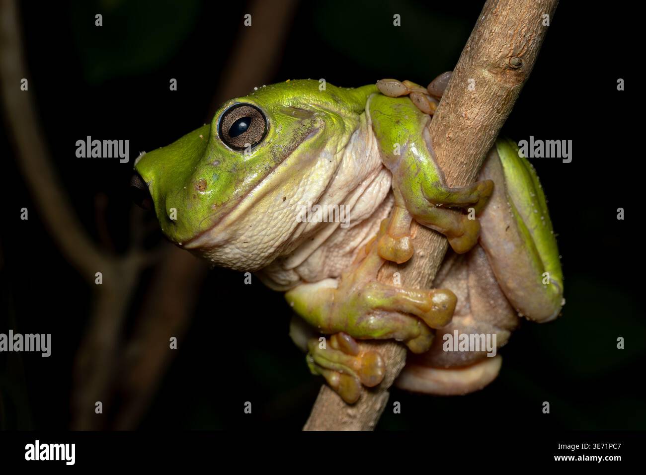 Australischer grüner Baumfrosch - Ranoidea caerulea, wunderschöner grüner großer Frosch, der in den Wäldern und Büschen Australiens, Queensland, beheimatet ist. Stockfoto