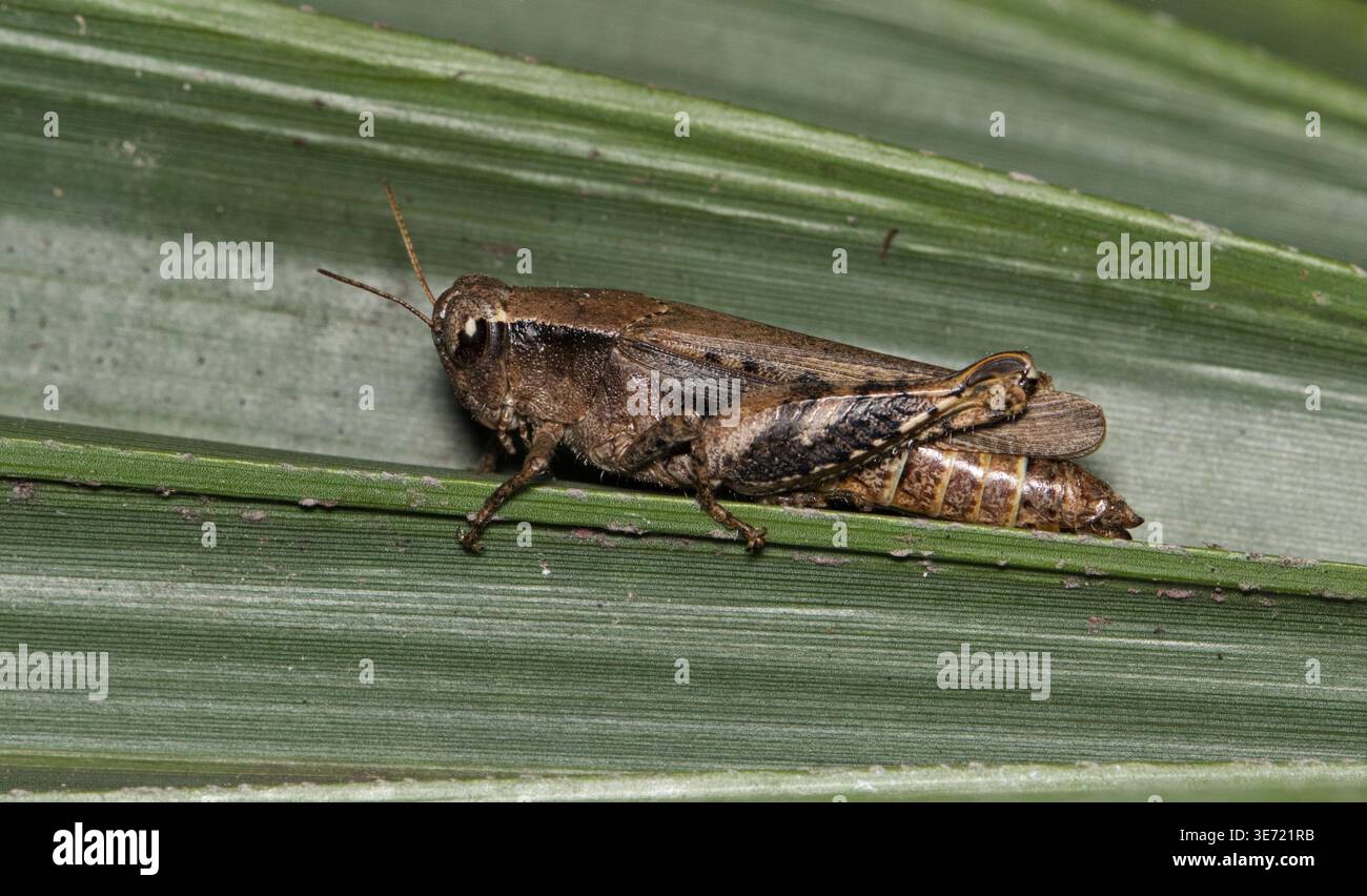 Aztekische Sporngrashüpfer Aidemona azteca Insekt zur Blattnaturschädlingsbekämpfung. Stockfoto