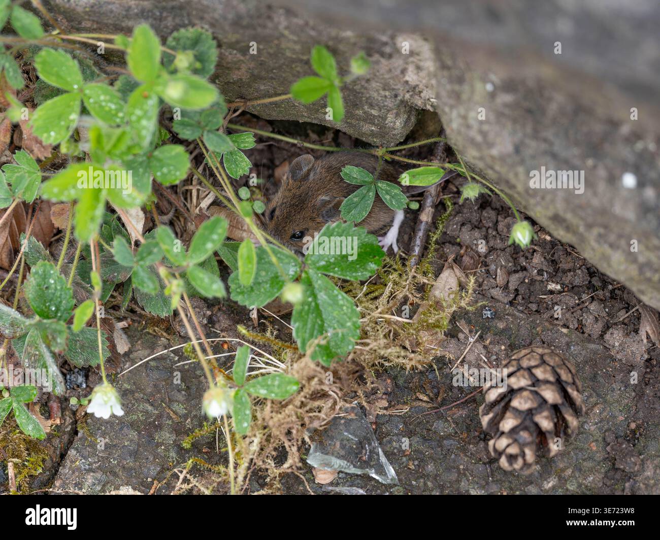 Wilde Maus versteckt sich in der Nähe einer Mauer - klein und süß. Hochwertige Fotos Stockfoto
