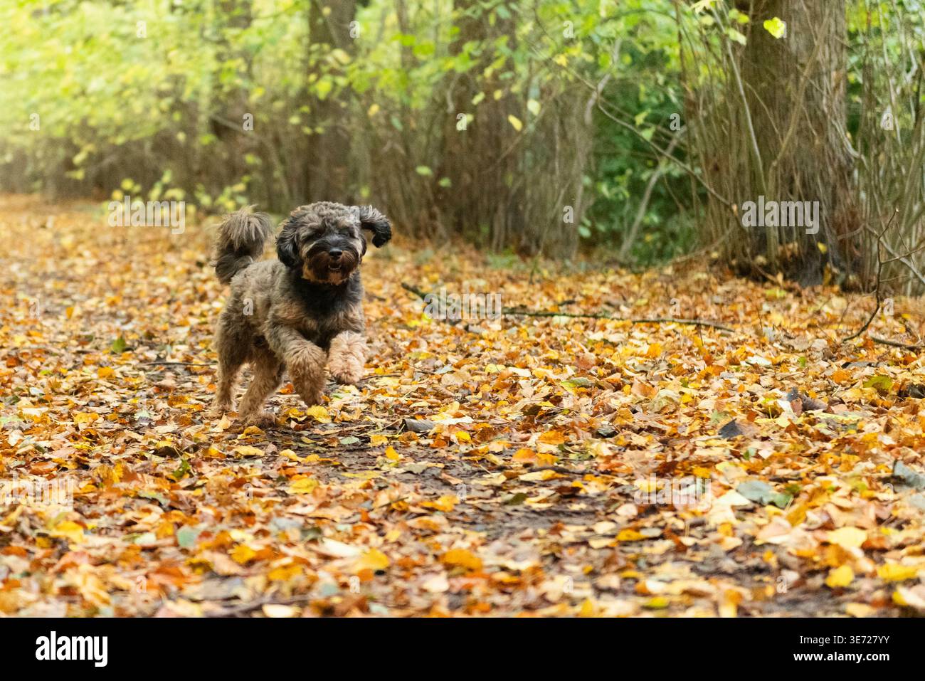 Cockapoo läuft durch die Herbstblätter im Wald Stockfoto