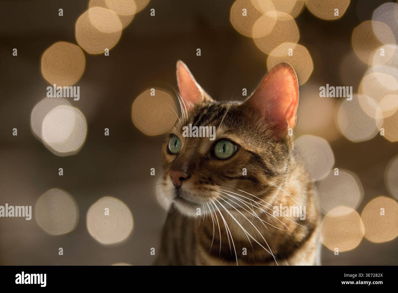 Porträt einer bengalischen Katze Stockfoto