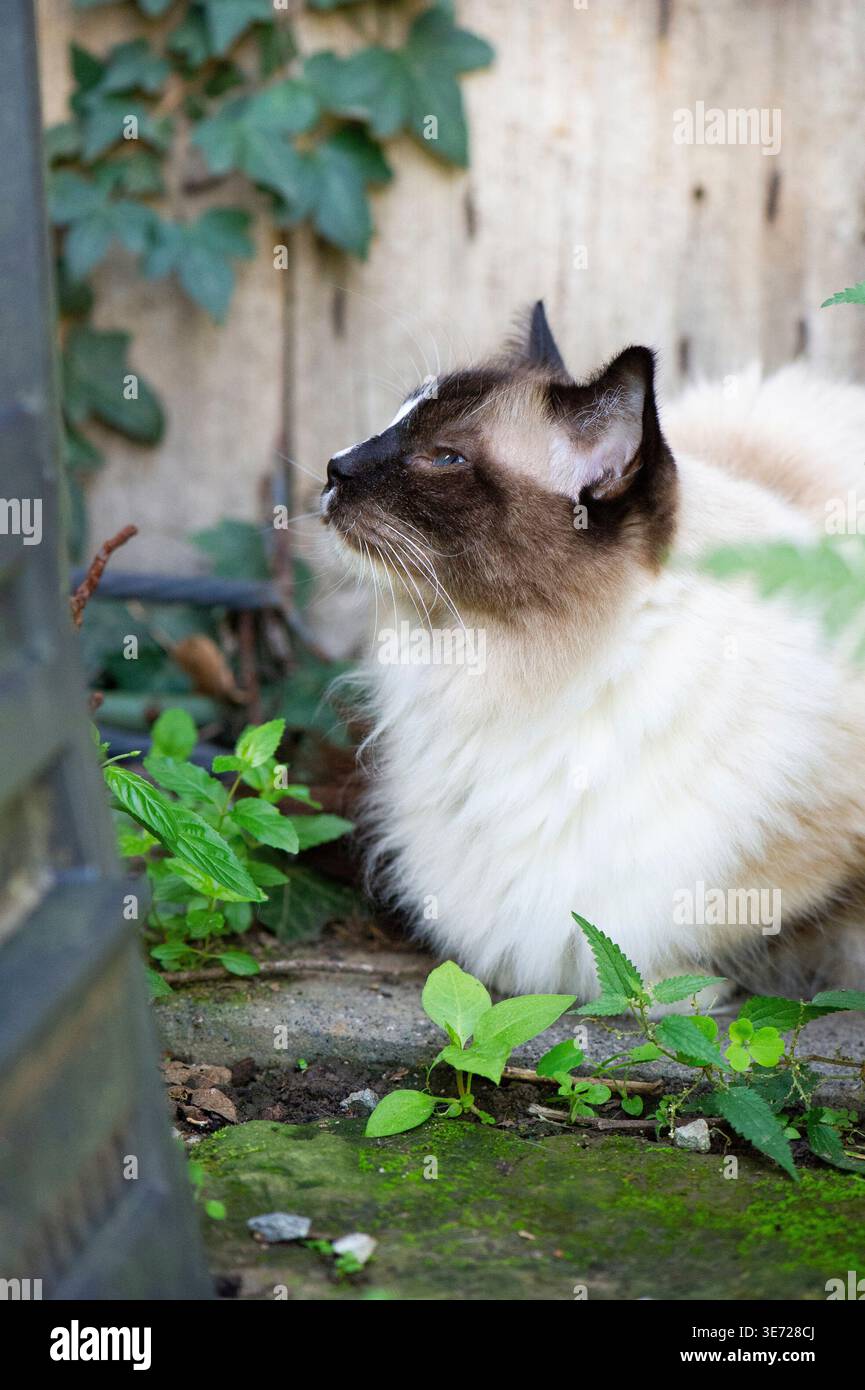 Ragdoll-Katzen liegen im Garten Stockfoto