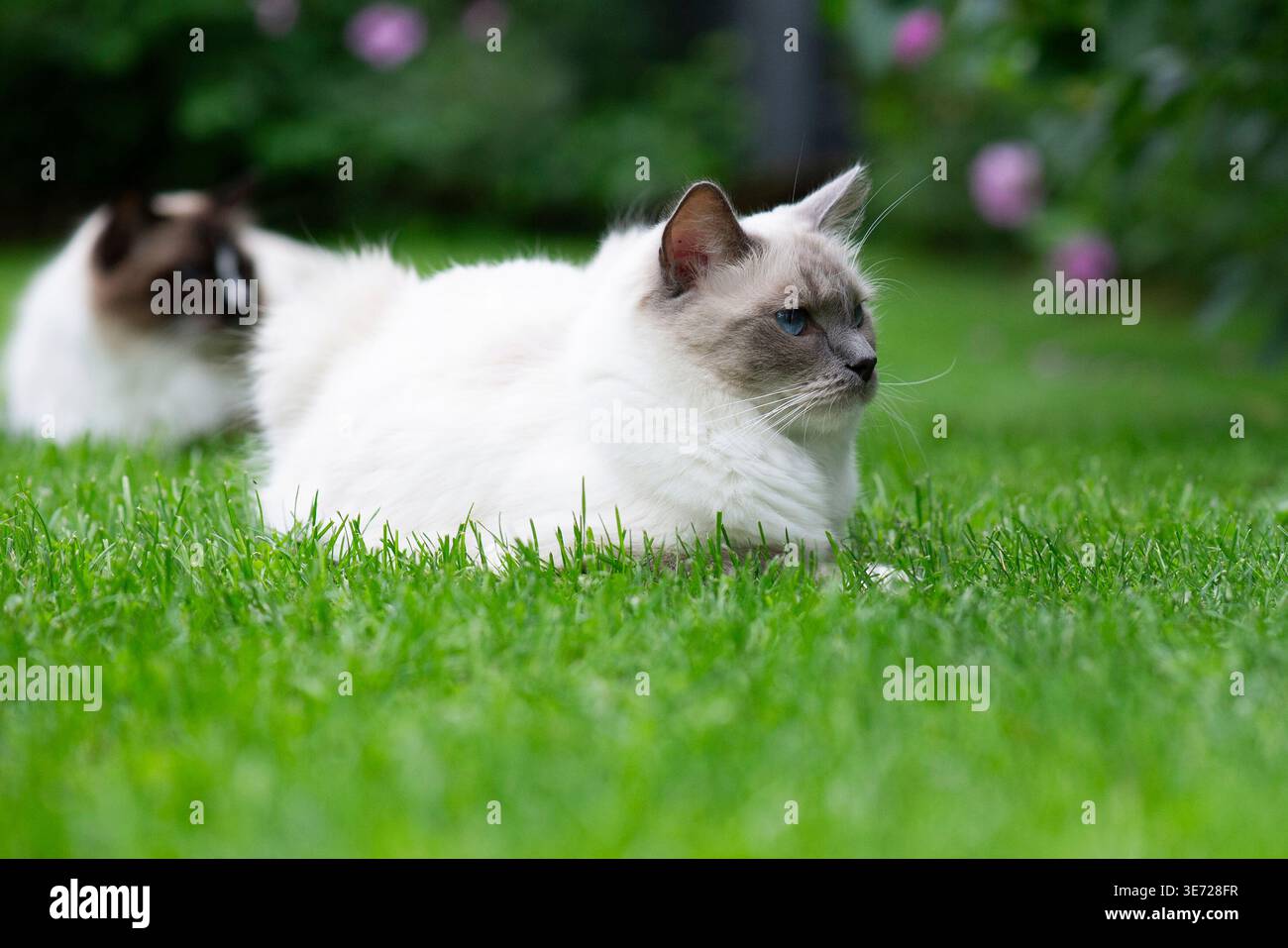 Ragdoll Katze zu Hause im Garten Stockfoto