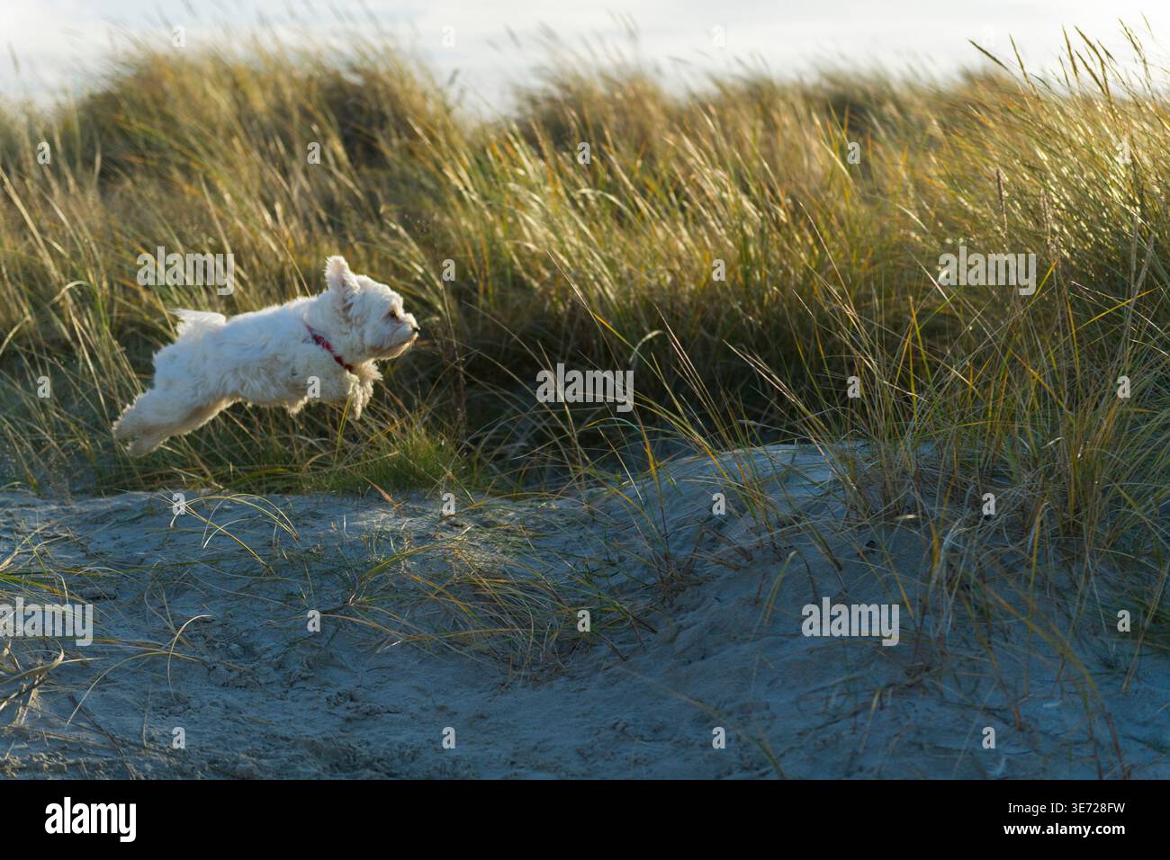 Havanese läuft am Strand in Norddeich Stockfoto