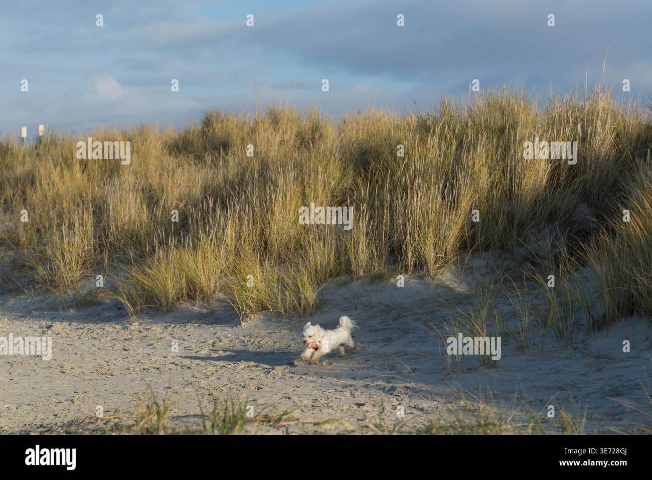Havanese läuft am Strand in Norddeich Stockfoto