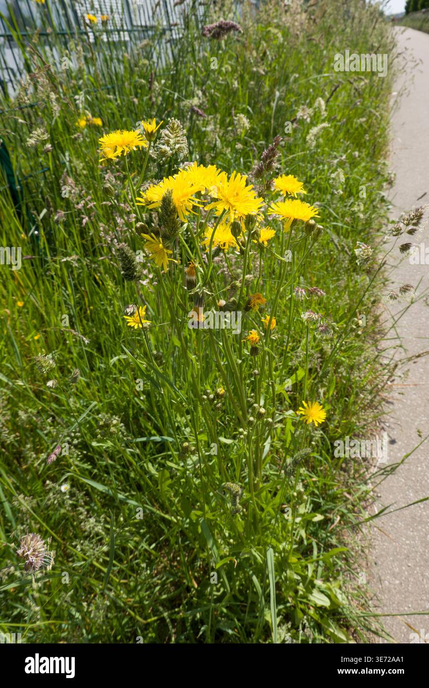 Wiese Pippau (Crepis biennis) Stockfoto