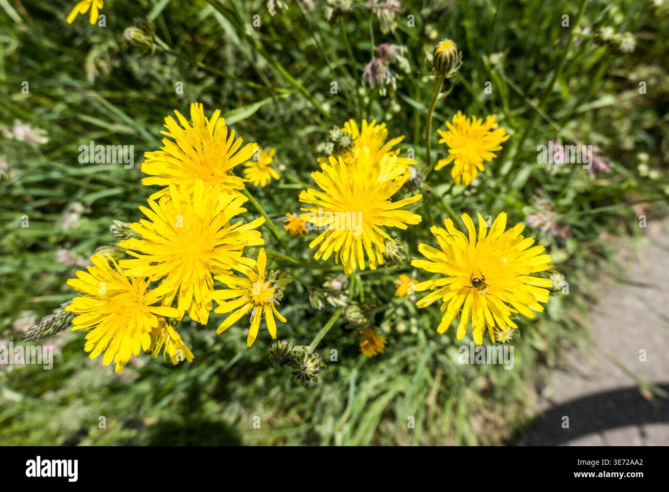 Wiese Pippau (Crepis biennis) Stockfoto
