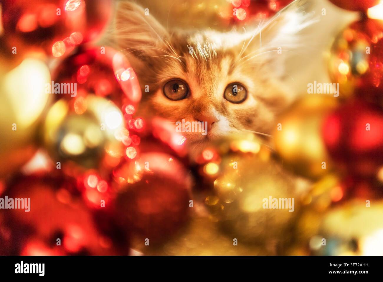 Weihnachtsporträt mit einem sibirischen Kätzchen Stockfoto
