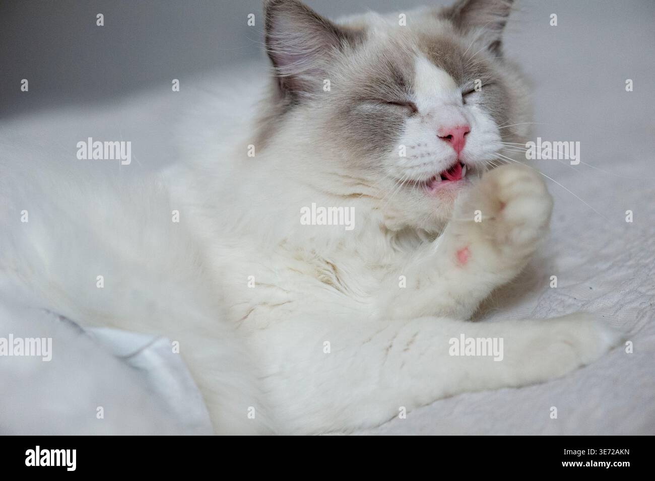 Ragdoll Tomcat Grooming Stockfoto