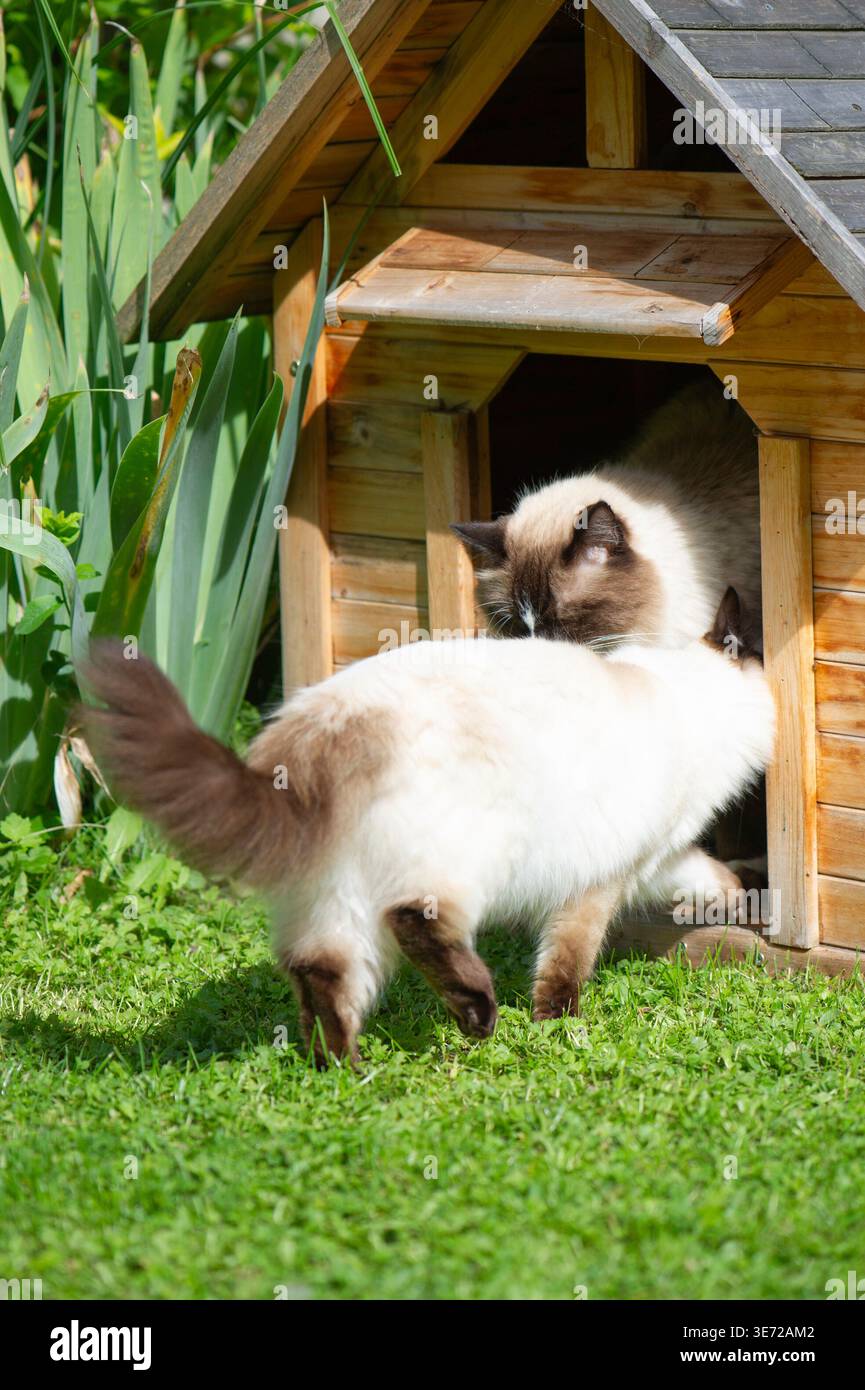 Ragdoll-Katzen besetzen die Hundehütte im Garten Stockfoto