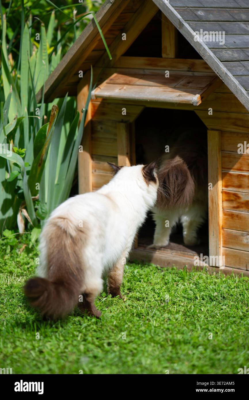 Ragdoll-Katzen besetzen die Hundehütte im Garten Stockfoto
