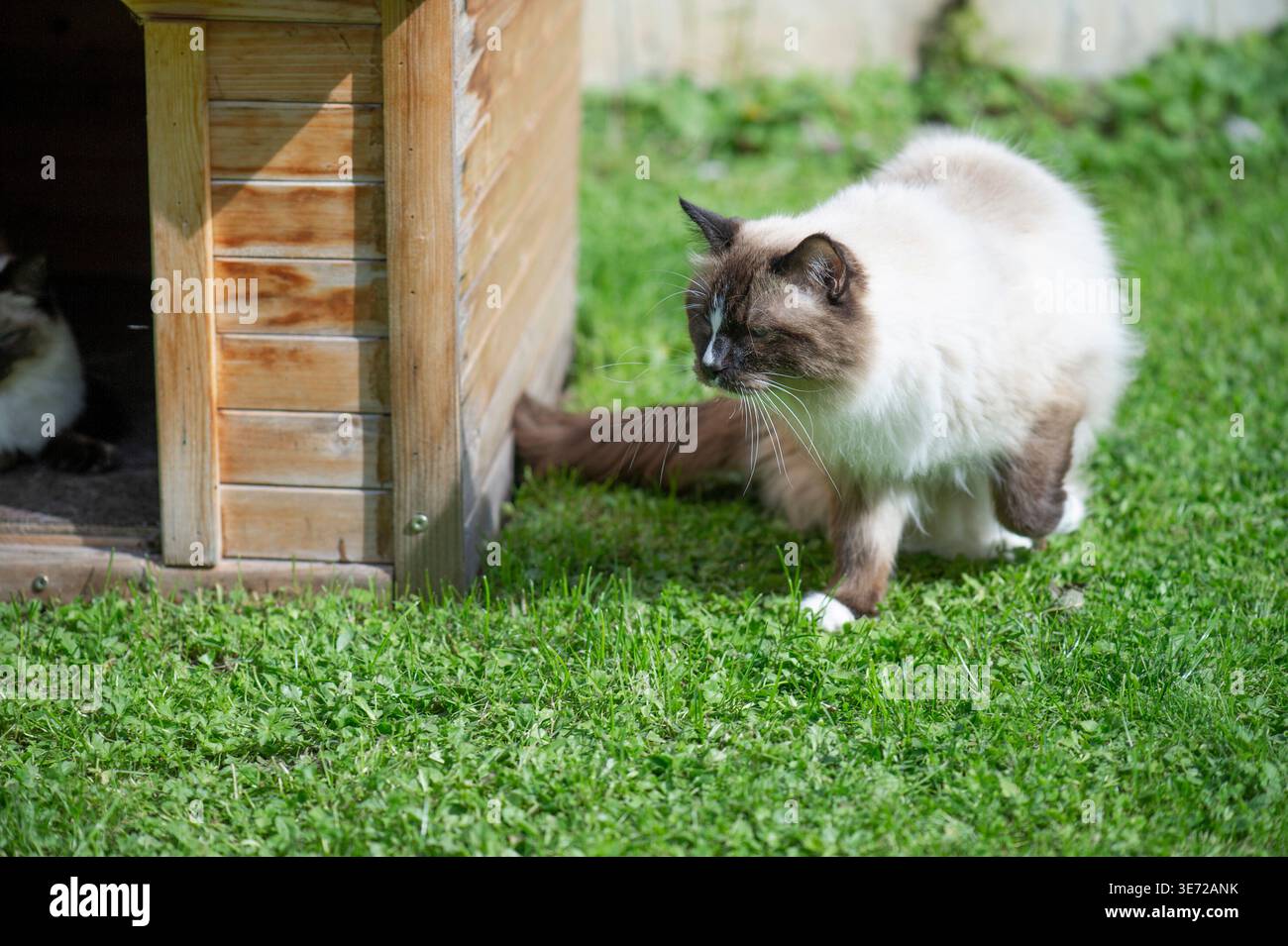 Ragdoll Katze im Garten Stockfoto