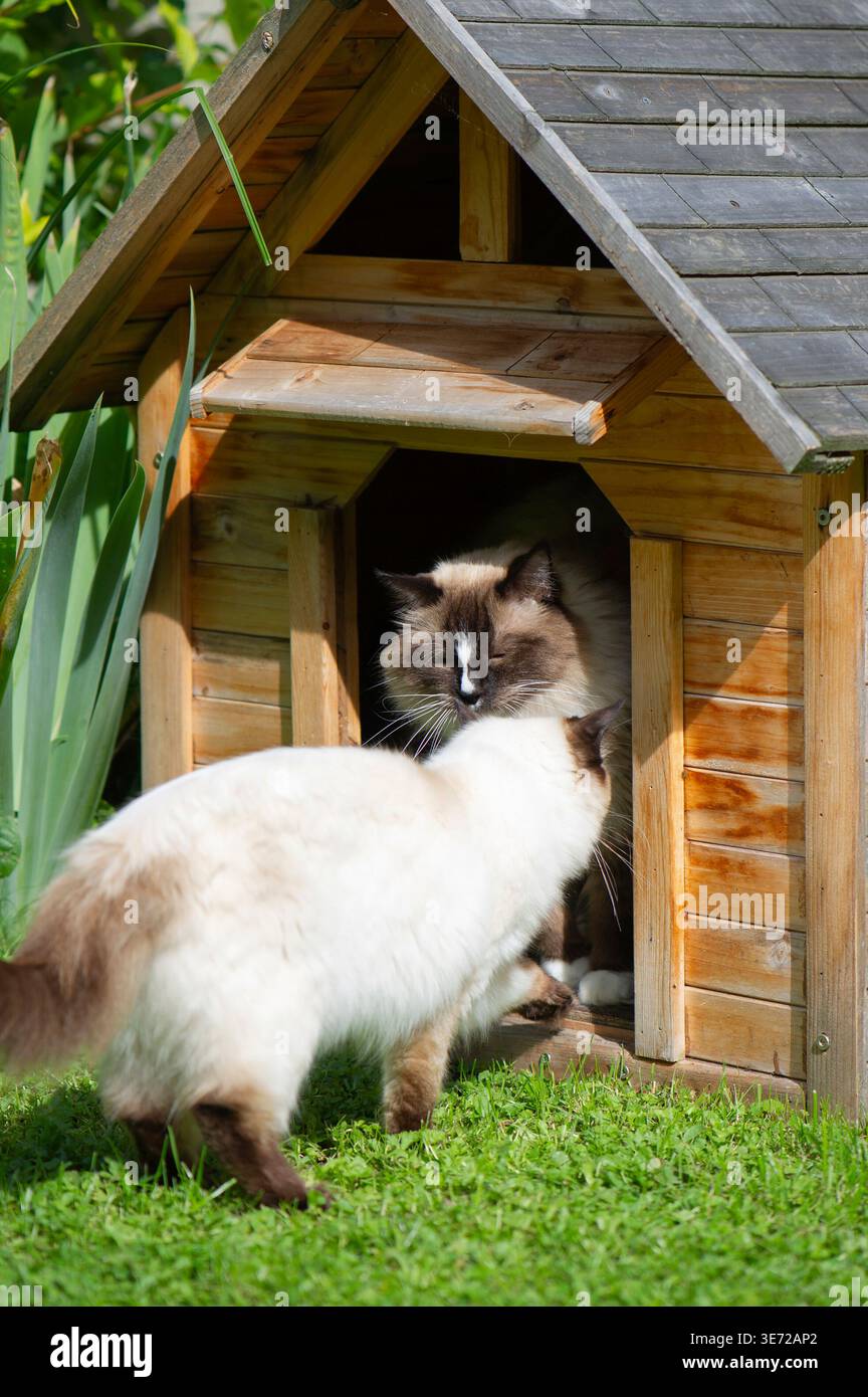 Ragdoll-Katzen besetzen die Hundehütte im Garten Stockfoto