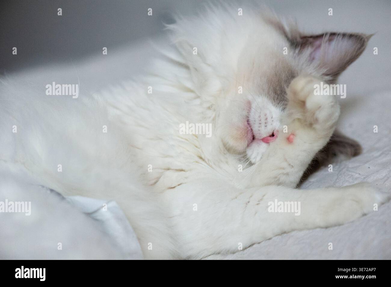Ragdoll Tomcat Grooming Stockfoto