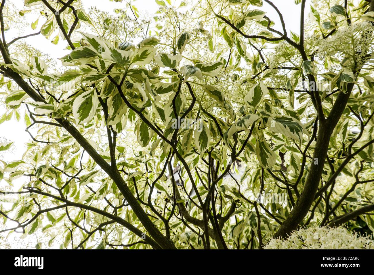 Sibirischer Harsholz (Cornus alba), auch weißer Harsholz der Sorte Elegantissima mit verschiedenen Blättern Stockfoto