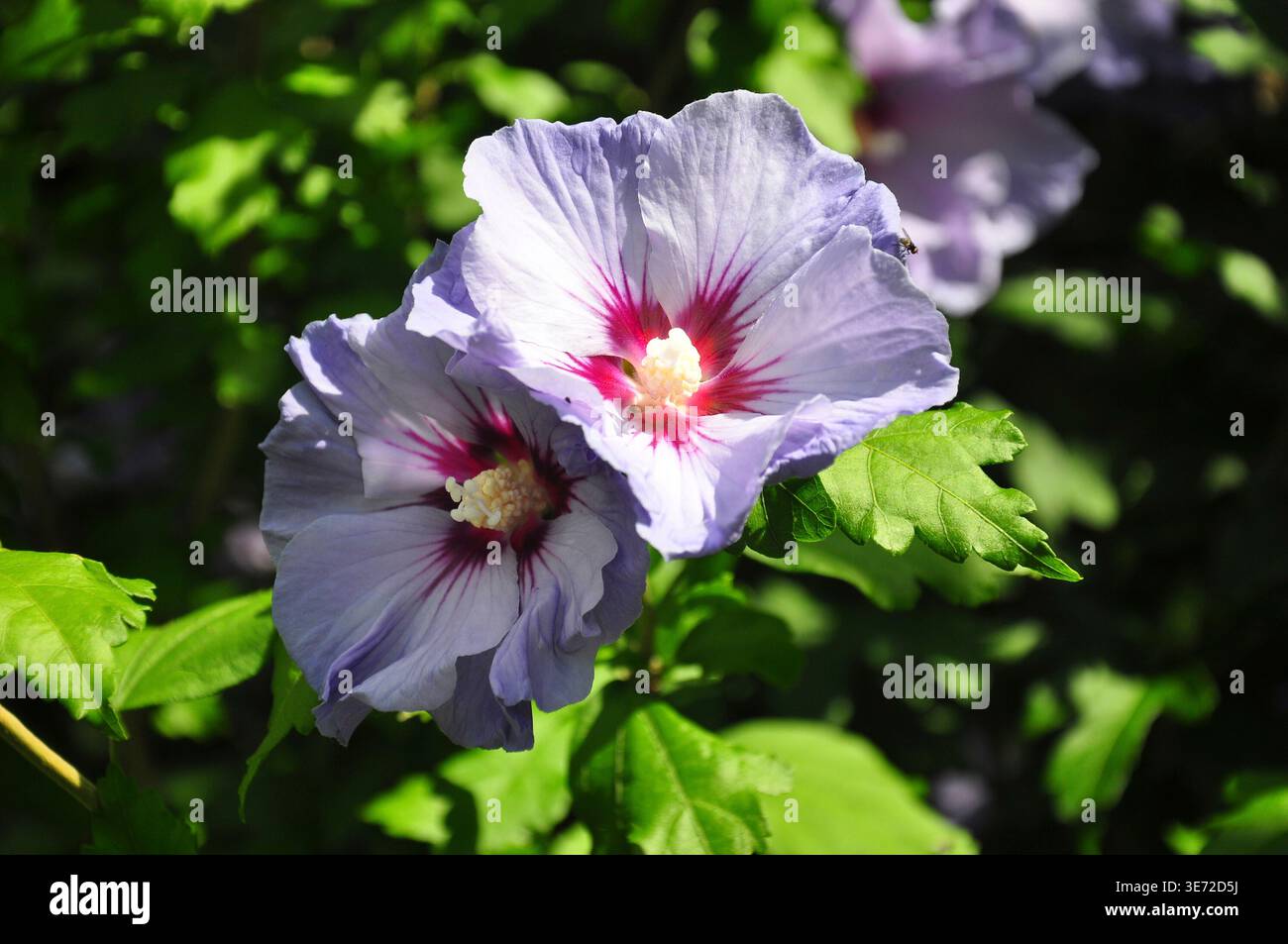 Hibiscus (Hibiscus syriacus) Stockfoto
