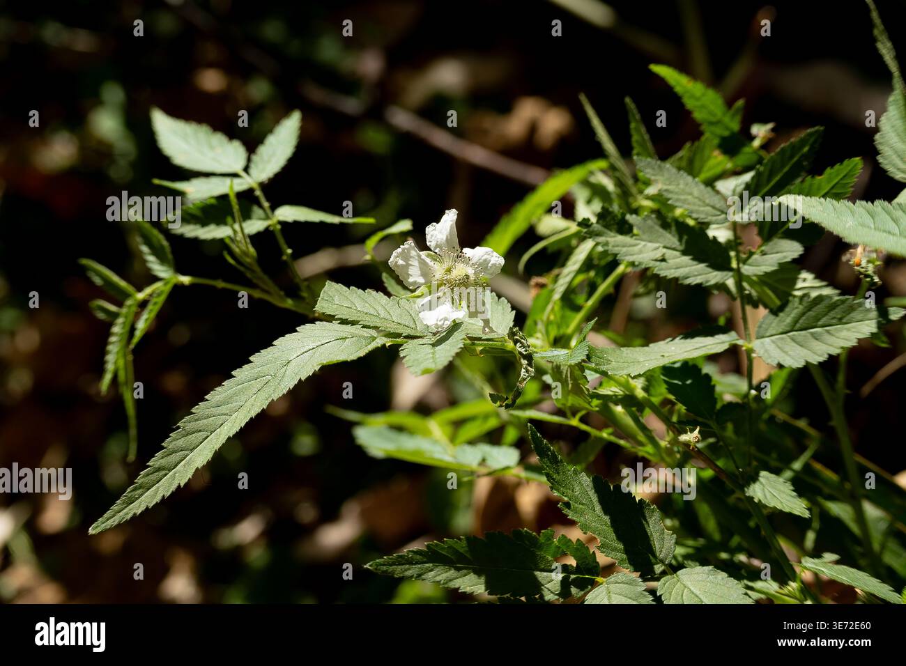 Breitblättriger Gehege, Ligustrum lucidum. Gewöhnliches, invasives Umweltunkraut im Garten, Queensland, Australien. Verbreitung durch Vögel, die Samen fressen. Unerwünscht. Stockfoto