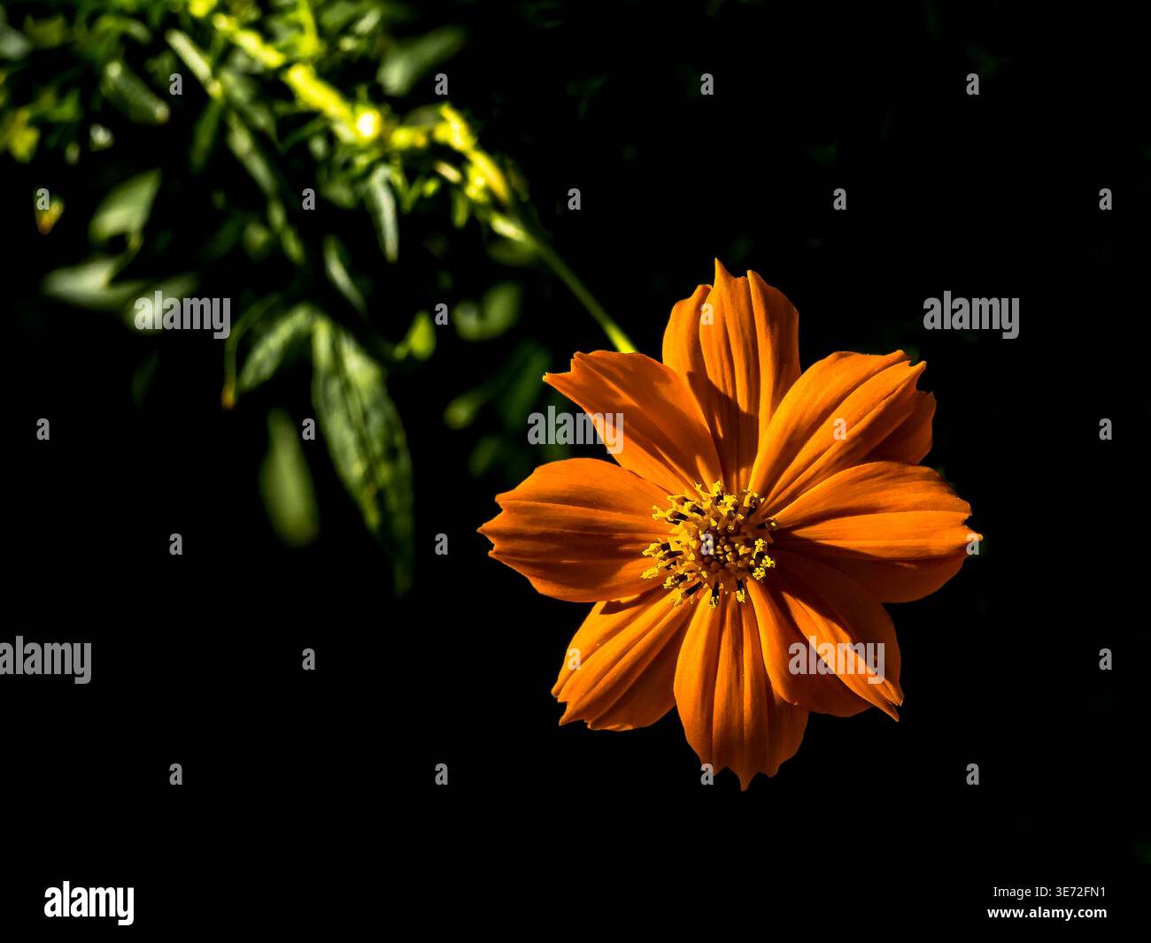Orangenblume (Schwefelkosmos), Nahaufnahme Stockfoto
