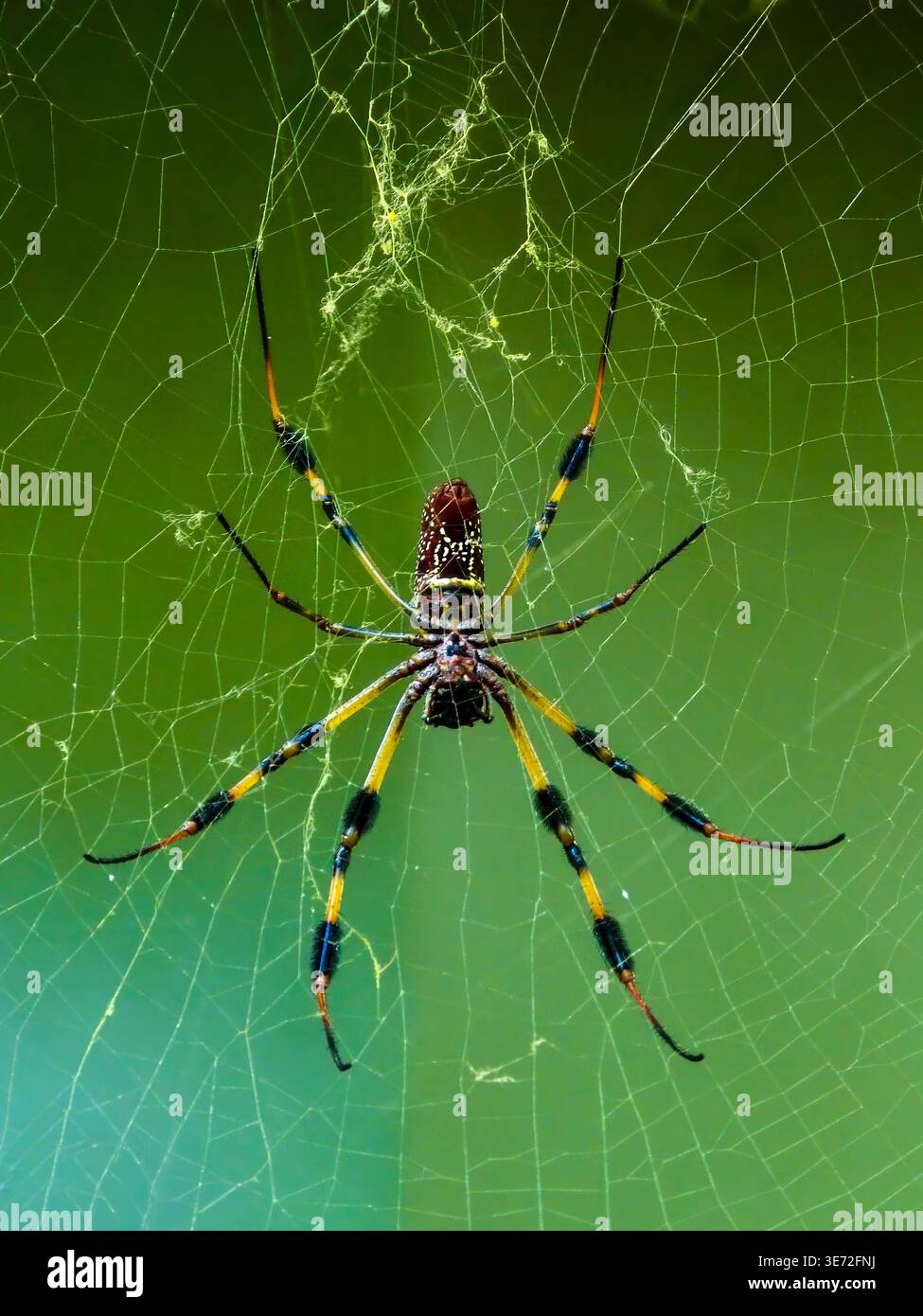 Goldene Seidenspinne (Trichonephila clavipes) Stockfoto
