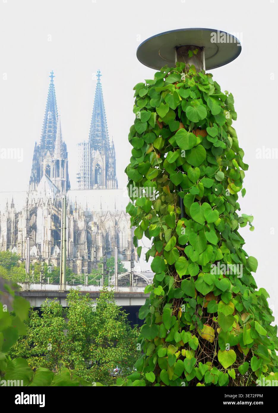 Deutschland, Nordrhein-Westfalen, Köln, bewachsene Straßenlaterne, die Kuppel im Hintergrund Stockfoto