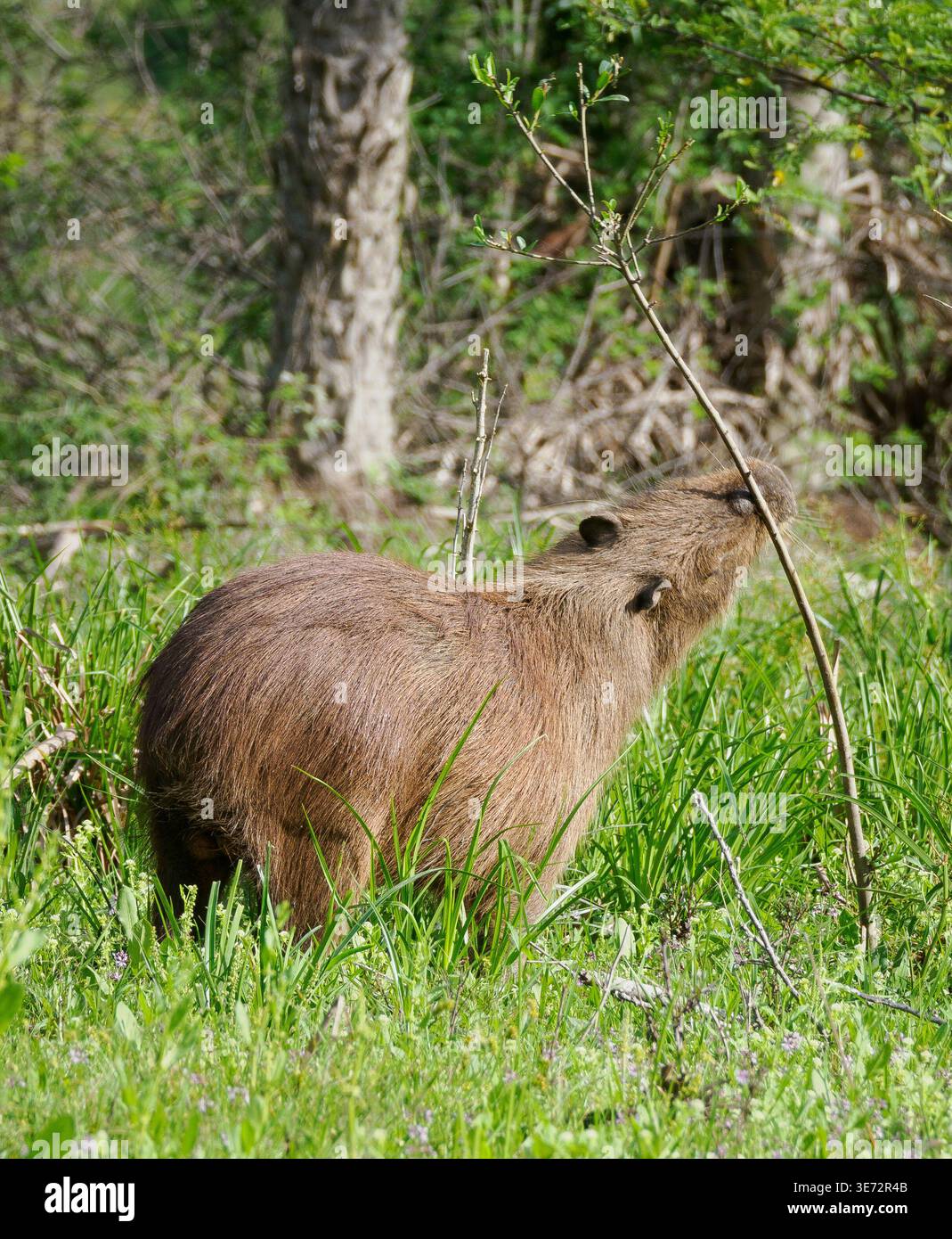 Männliche Capybara C. hydrochaeris markieren das Gebiet von einer Duftdrüse über seiner Nase - Ibera Wetlands Naturschutzgebiet Argentinien Südamerika Stockfoto