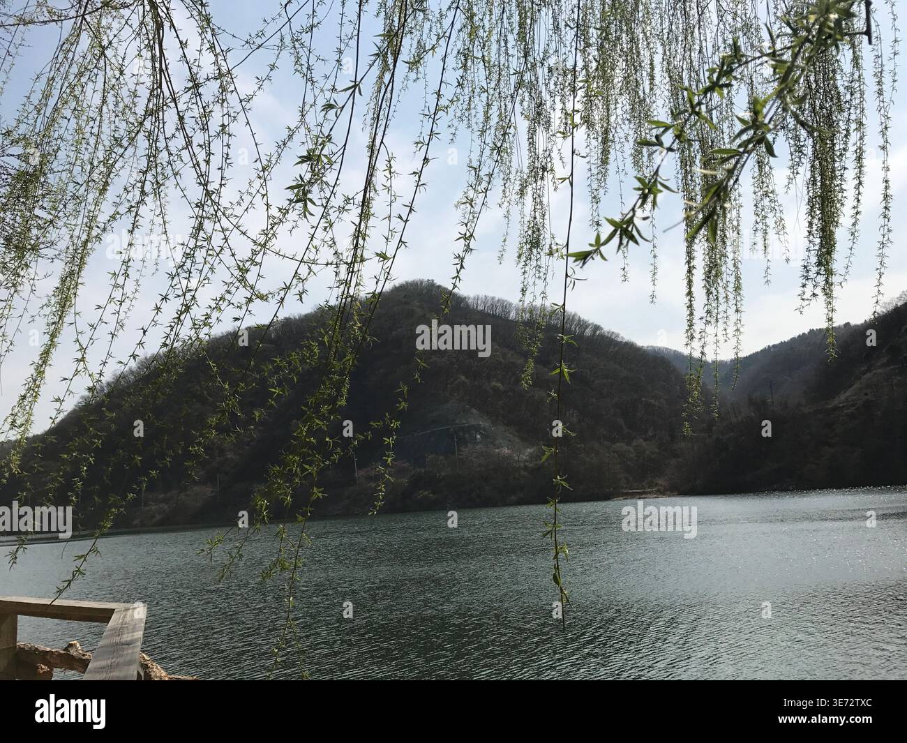 Weeping Willow zweigt über Calm Lake mit Berglandschaft ab Stockfoto