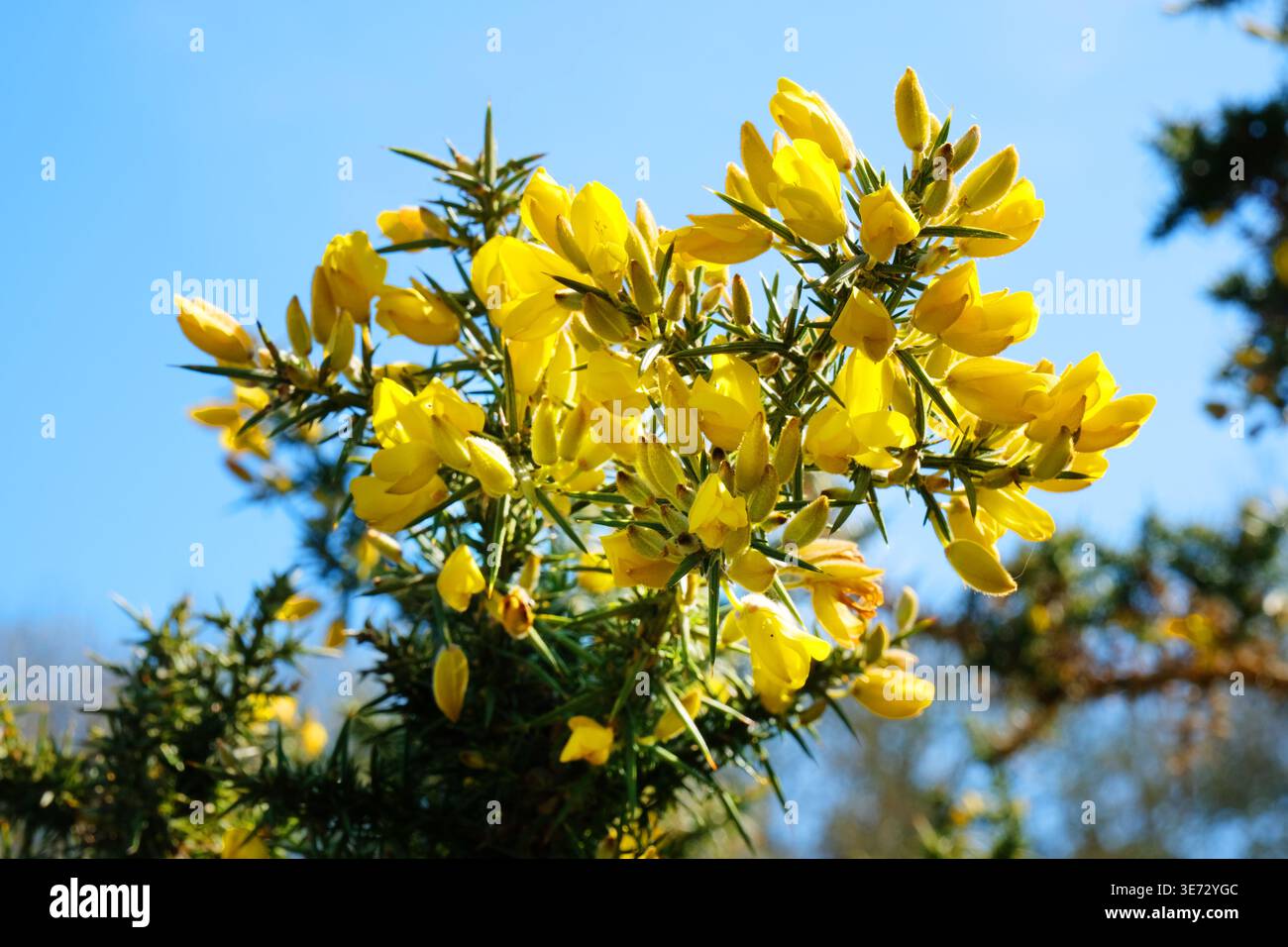 Ulex europaeus oder Gorse Stockfoto