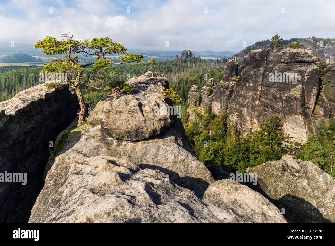 Lehnsteig Kiefer, Nationalpark Sächsische Schweiz, Sachsen, Deutschland Stockfoto