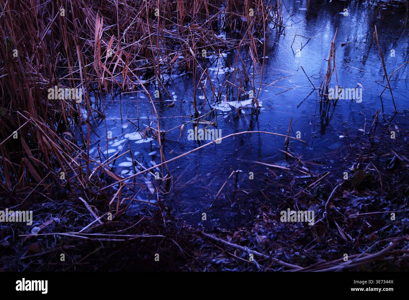 Schilf am Ufer eines gefrorenen, tiefblauen Sees. Stockfoto