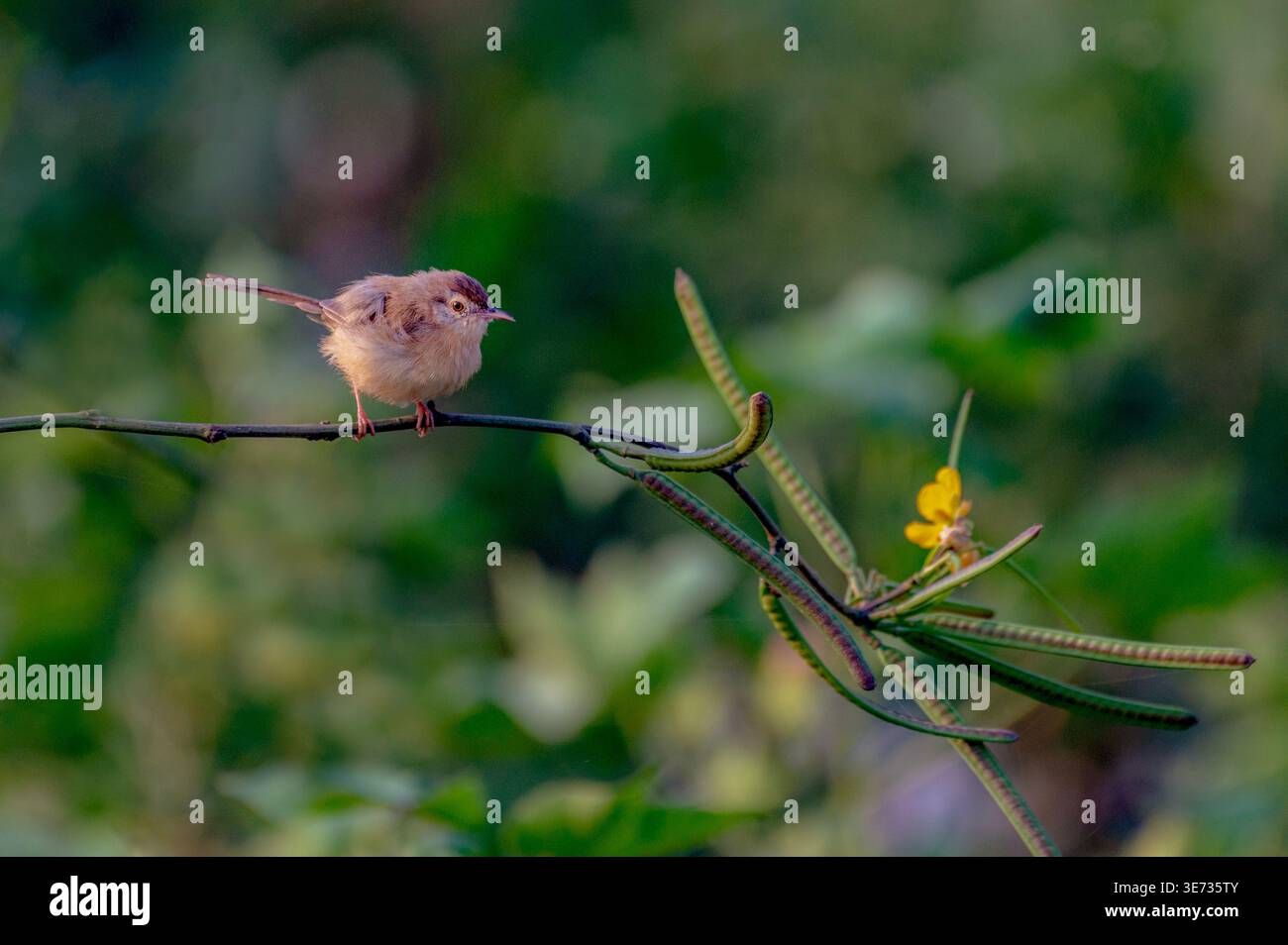 Die Plain Prinia, auch bekannt als der Plain Wren-Warbler oder Weißbrauen Wren-Warbler Stockfoto