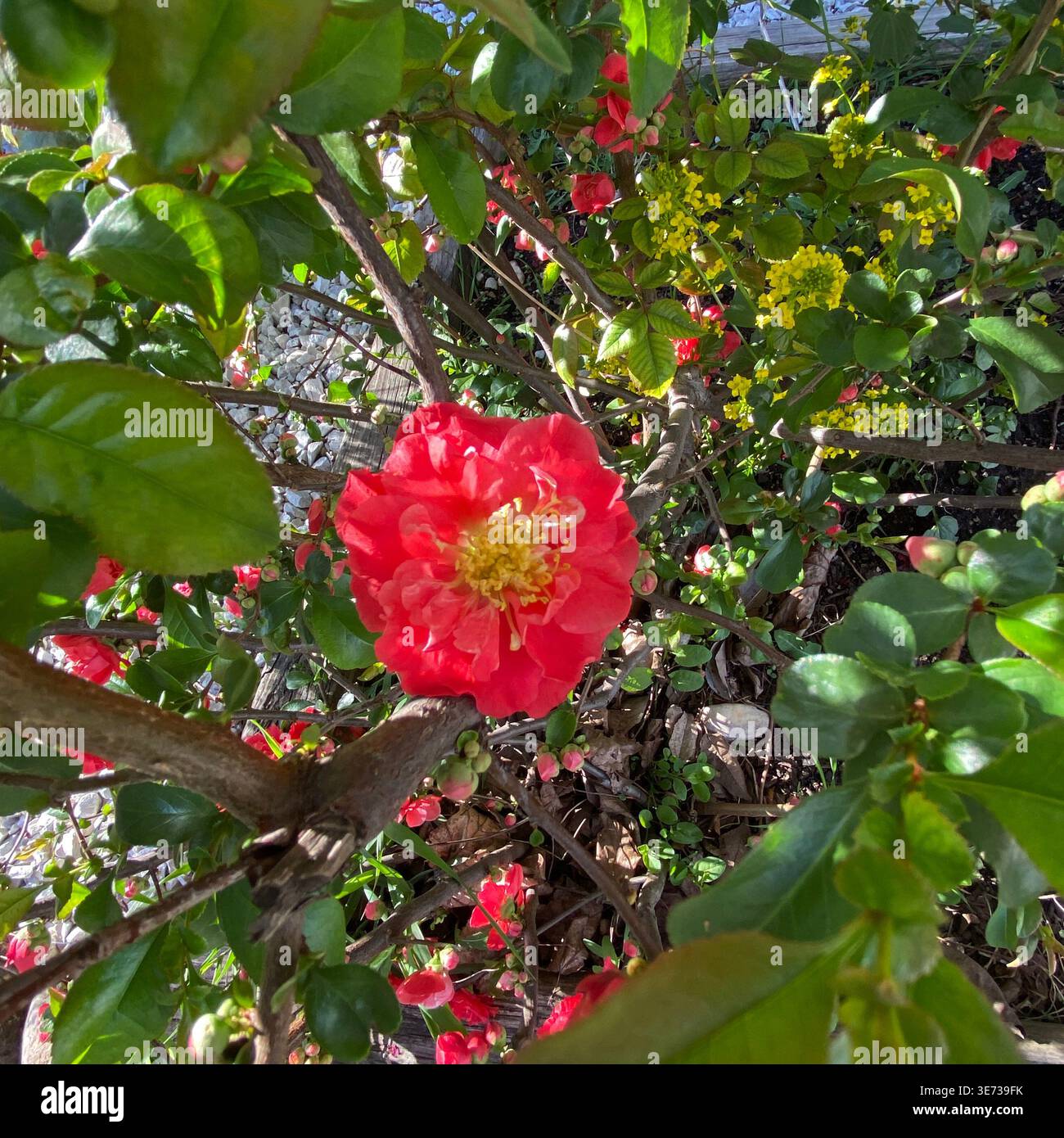 Nahaufnahme einer rot-orangen Blume auf einem blühenden Quittenstrauch, gefüllt mit Blütenknospen, in einem Garten, im Frühjahr, in Trevor, Wisconsin, USA - Smartphone-aufgenommenes Stockfoto