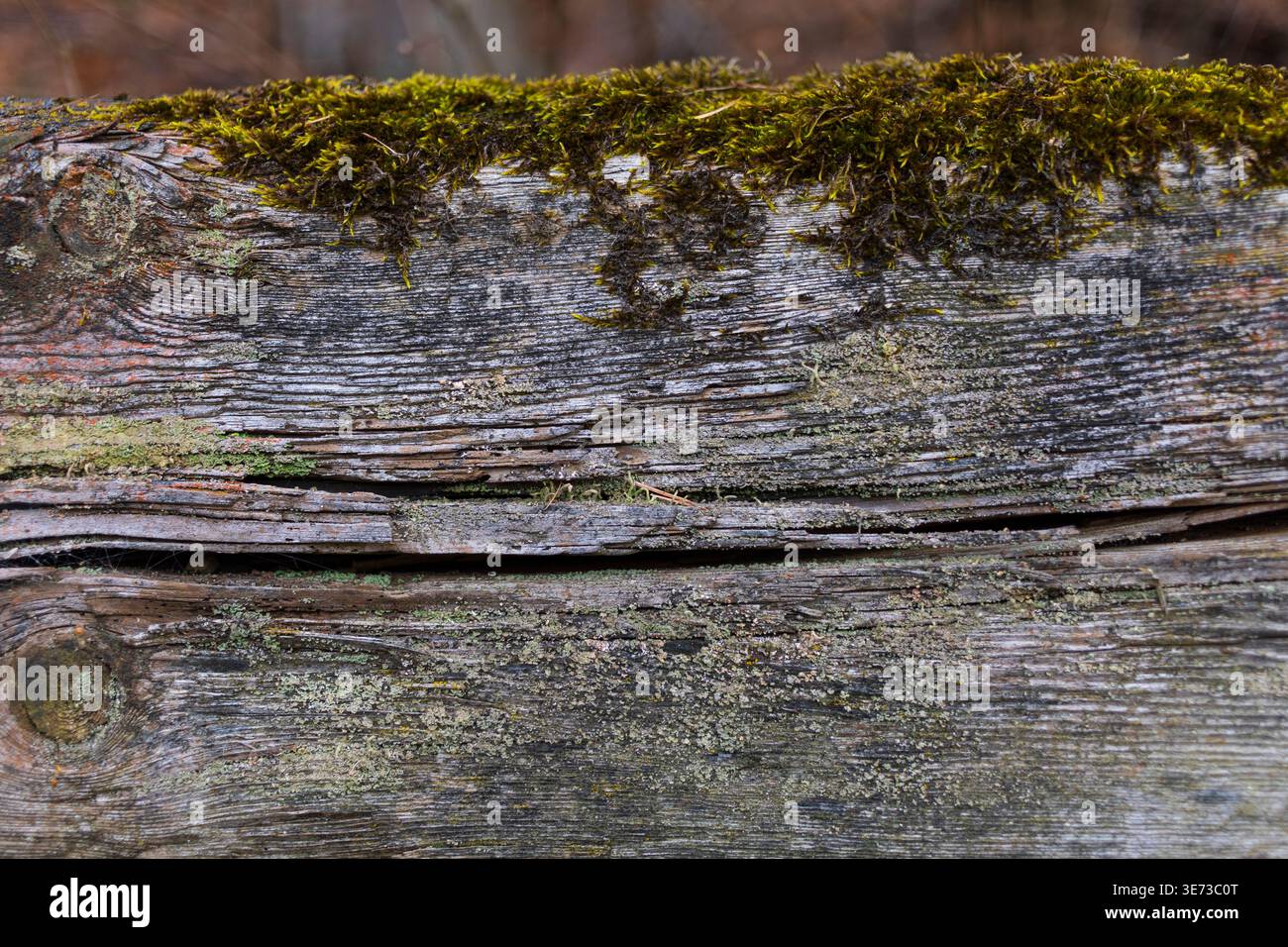 Nahaufnahme von verwittertem Holzbrett, bedeckt mit grünem Moos. Natürliche rustikale Textur mit organischen Details Stockfoto