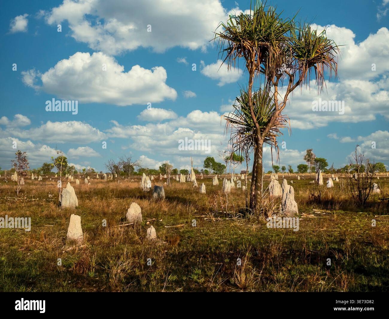 Termitenhügel. Kakadu Natl. Parken. Australien. Stockfoto