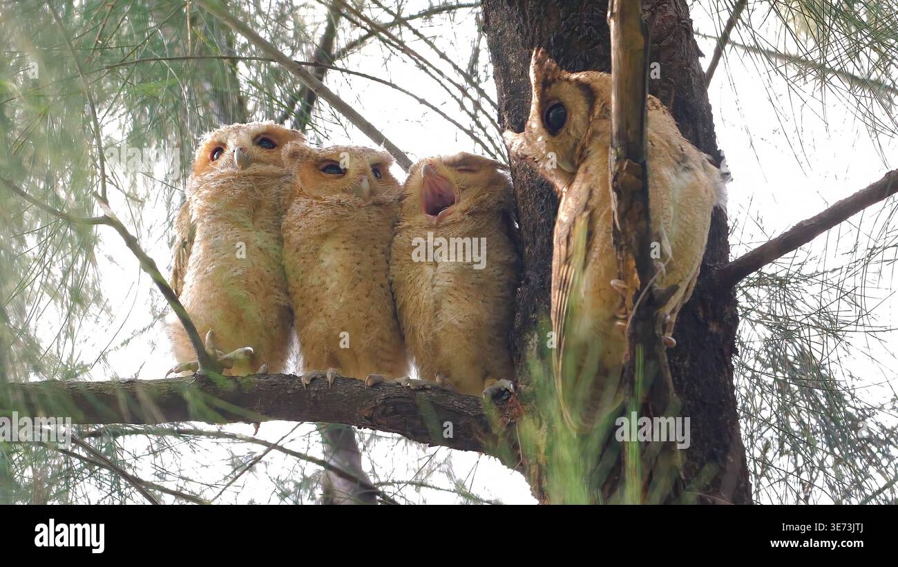 Otus lettia mit Kragen auf einem Kiefernzweig im Wald. Gruppe von vier Eulen mit einer Gähne. Tierfotografie der Nacht Stockfoto