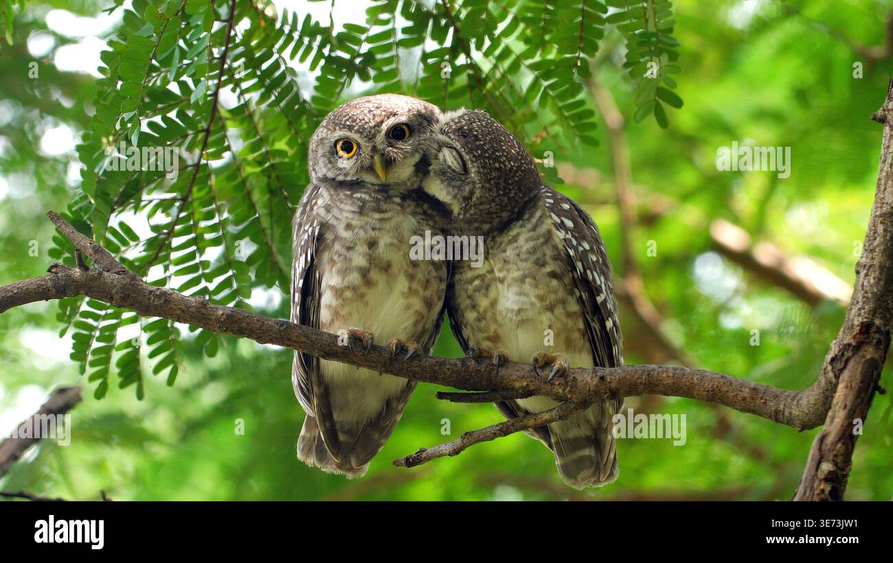 Zwei gefleckte Eulen Athene brama, die tagsüber auf einem Ast mit grünen Blättern in einem Wald sitzen. Eine Eule kuschelt die andere. Close-u Stockfoto