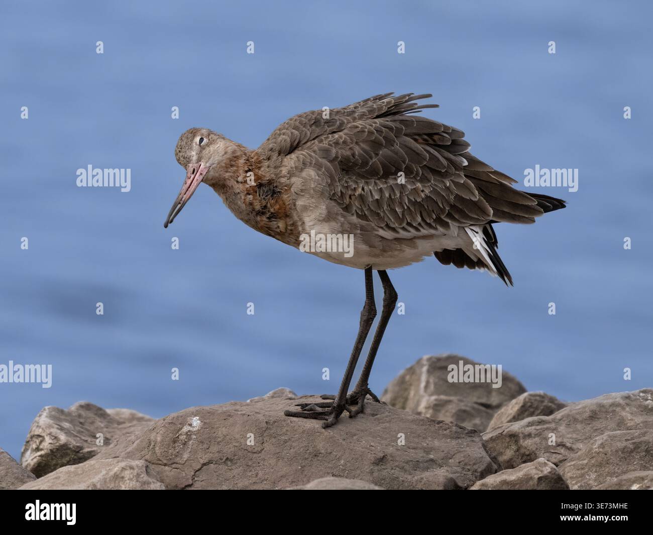 Uferschnepfe Stockfoto