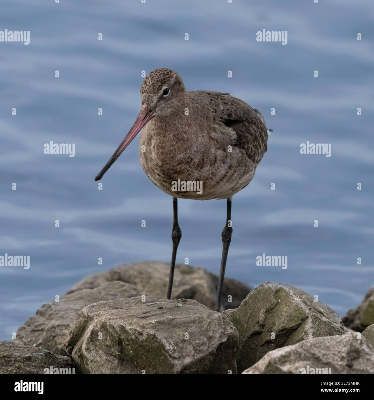 Uferschnepfe Stockfoto